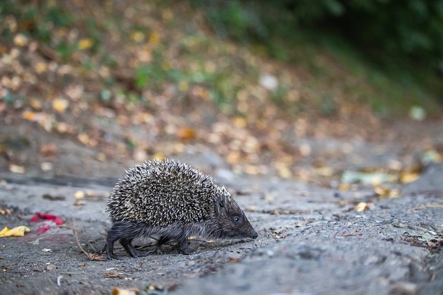 作为勇士的 作为勇士的